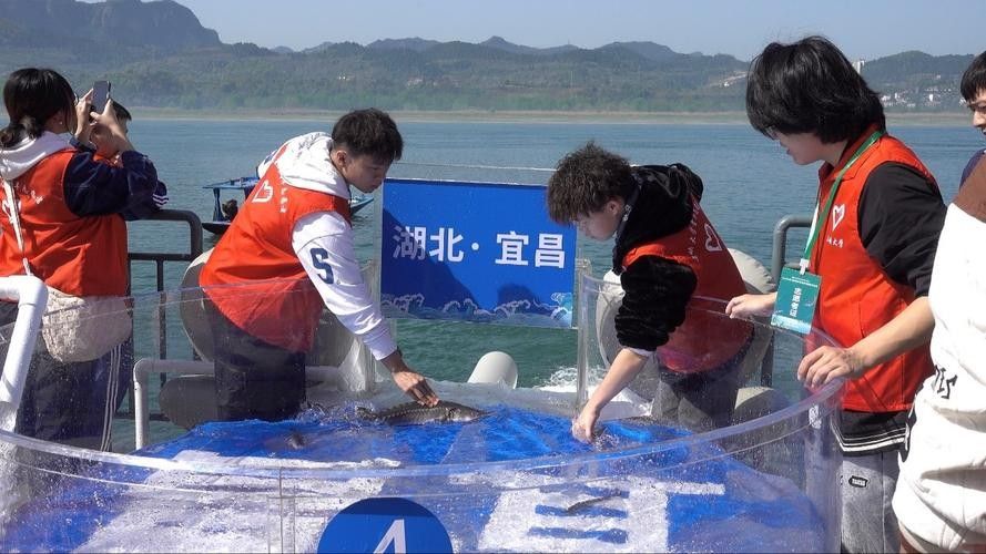 鱘龍魚圖片中華鱘