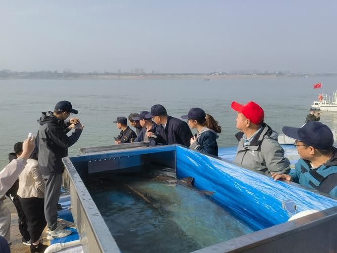 鱘龍魚圖片中華鱘
