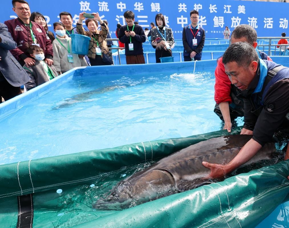 鱘龍魚圖片中華鱘