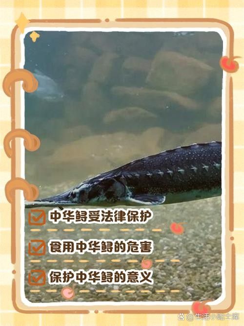 鱘龍魚圖片中華鱘