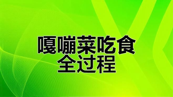 雷龍魚vs銀龍魚哪個好