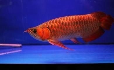 金龍魚(yú)顏色淺怎么回事啊