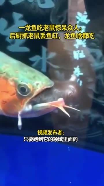 龍魚可以吃老鼠嗎有毒嗎