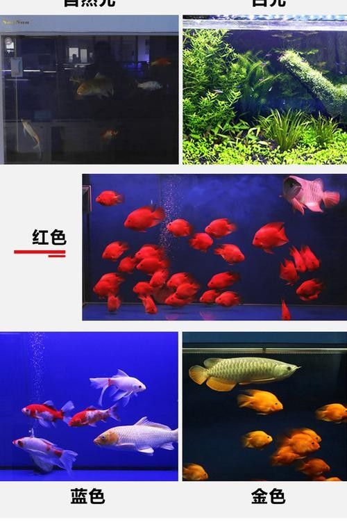 龍魚(yú)缸安裝視頻講解圖