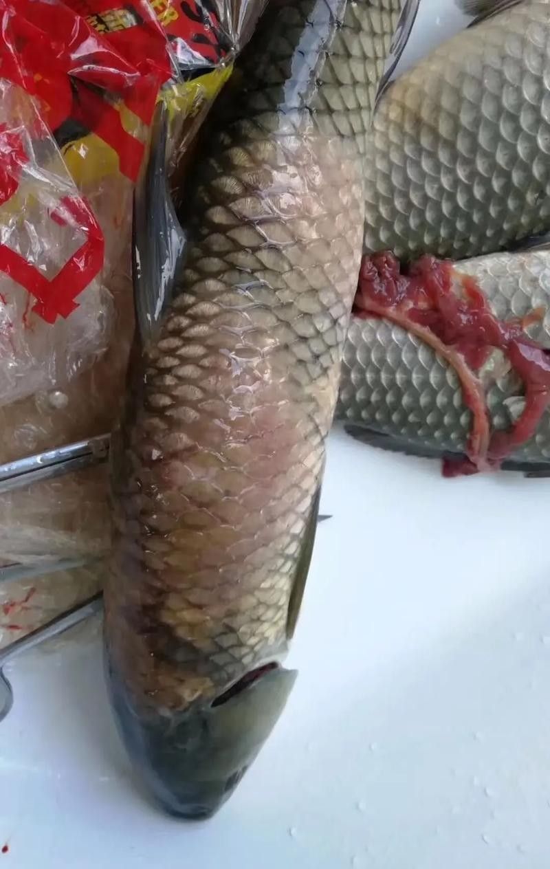 龍魚身上有白色絮狀物怎么辦圖片
