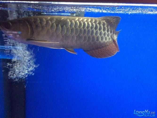 龍魚身上有白色絮狀物怎么辦圖片