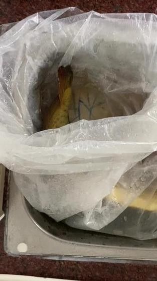 龍魚身上有白色絮狀物怎么辦圖片