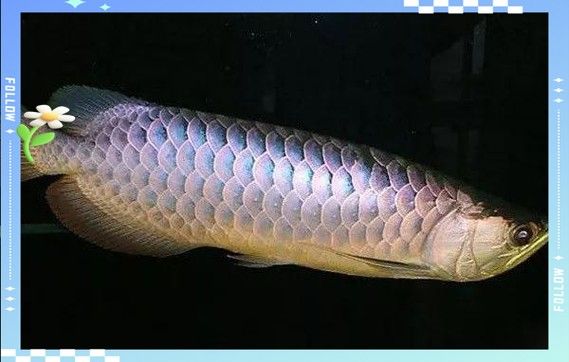 龍魚身上有白色絮狀物怎么辦圖片