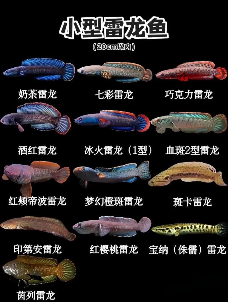 雷龍魚有幾種類型圖片