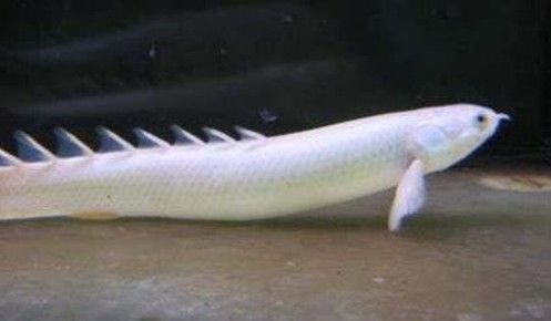 龍魚有冷水的品種嗎