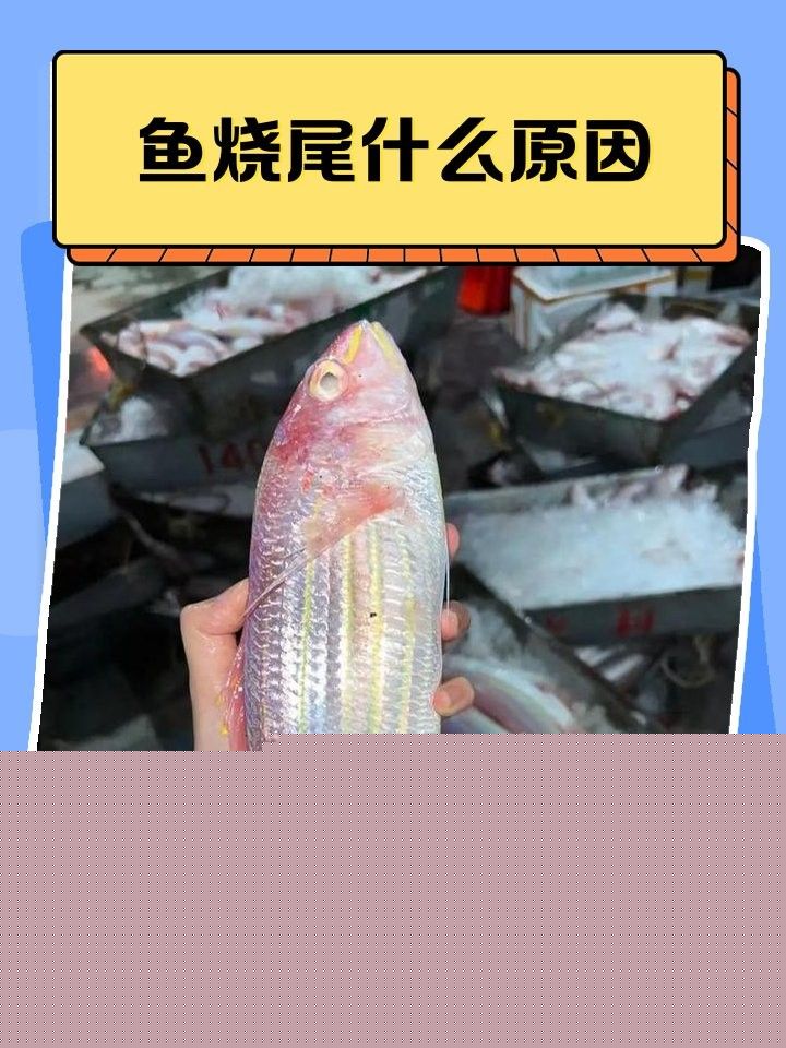 龍魚燒鰭和爛鰭哪個更嚴重？