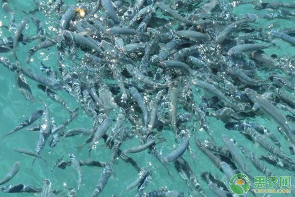 龍魚高背和過背的區別圖解