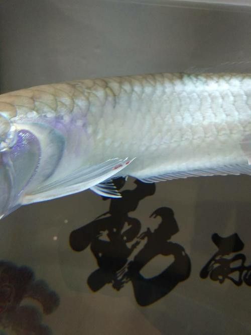 銀龍魚爛尾爛鰭怎么辦呢圖片視頻大全