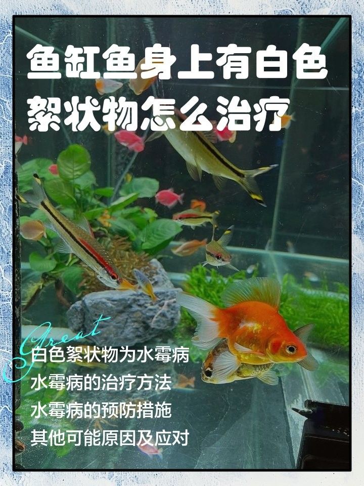 龍魚吐白色絮狀物怎么回事兒