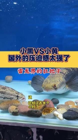 雷龍魚和龍魚區別圖片