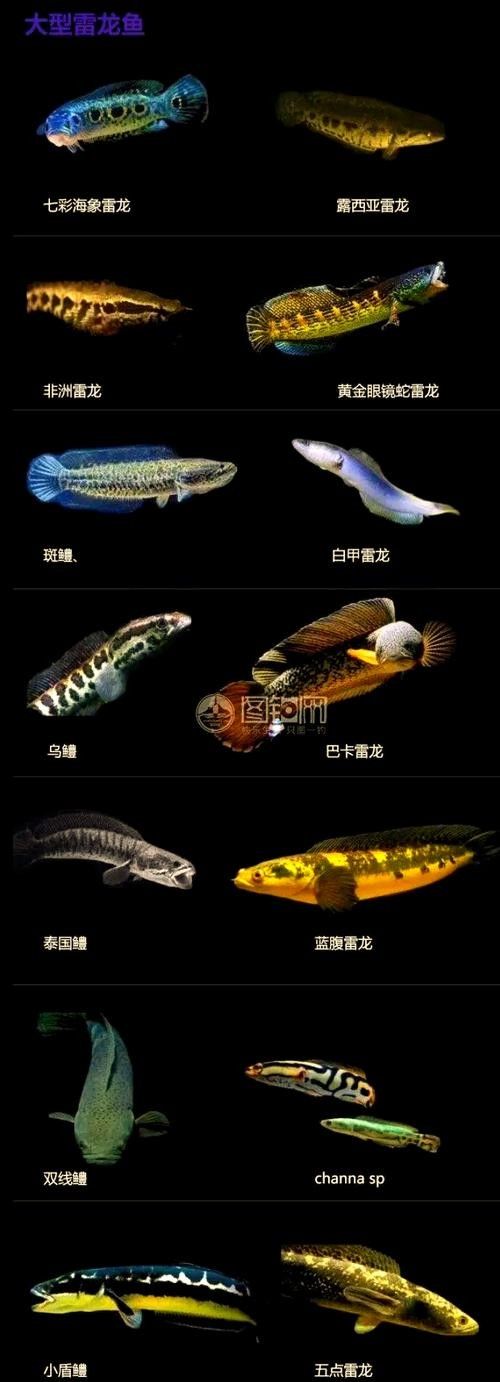 雷龍魚和龍魚區別圖片