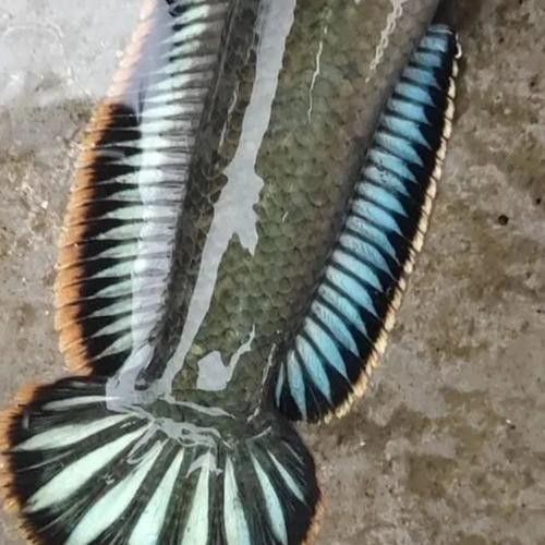 雷龍魚和龍魚區別圖片