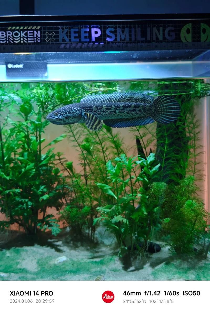 雷龍魚和龍魚區別圖片