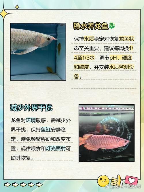 龍魚老爬缸怎么辦