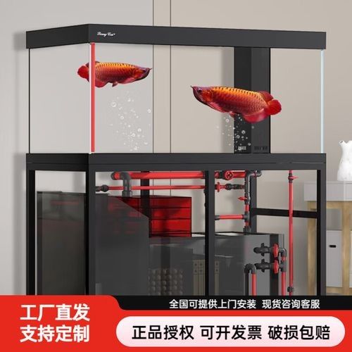 龍魚精養缸