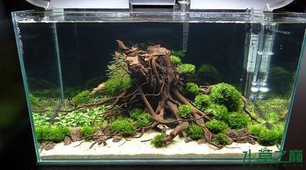 紅龍魚怎么喂食最好視頻教程（紅龍魚怎么喂食最好視頻教程全集）