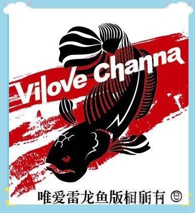 紅辣椒紅龍魚的市場需求如何？