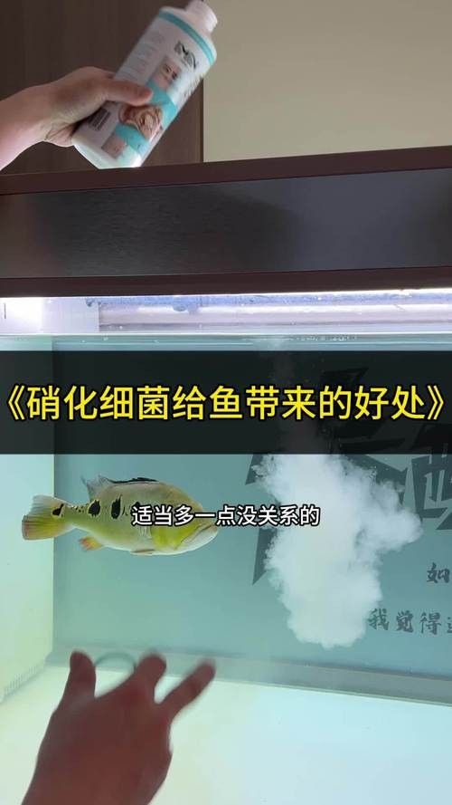 龍魚之巔論壇紅龍魚趴缸大家都怎么治療