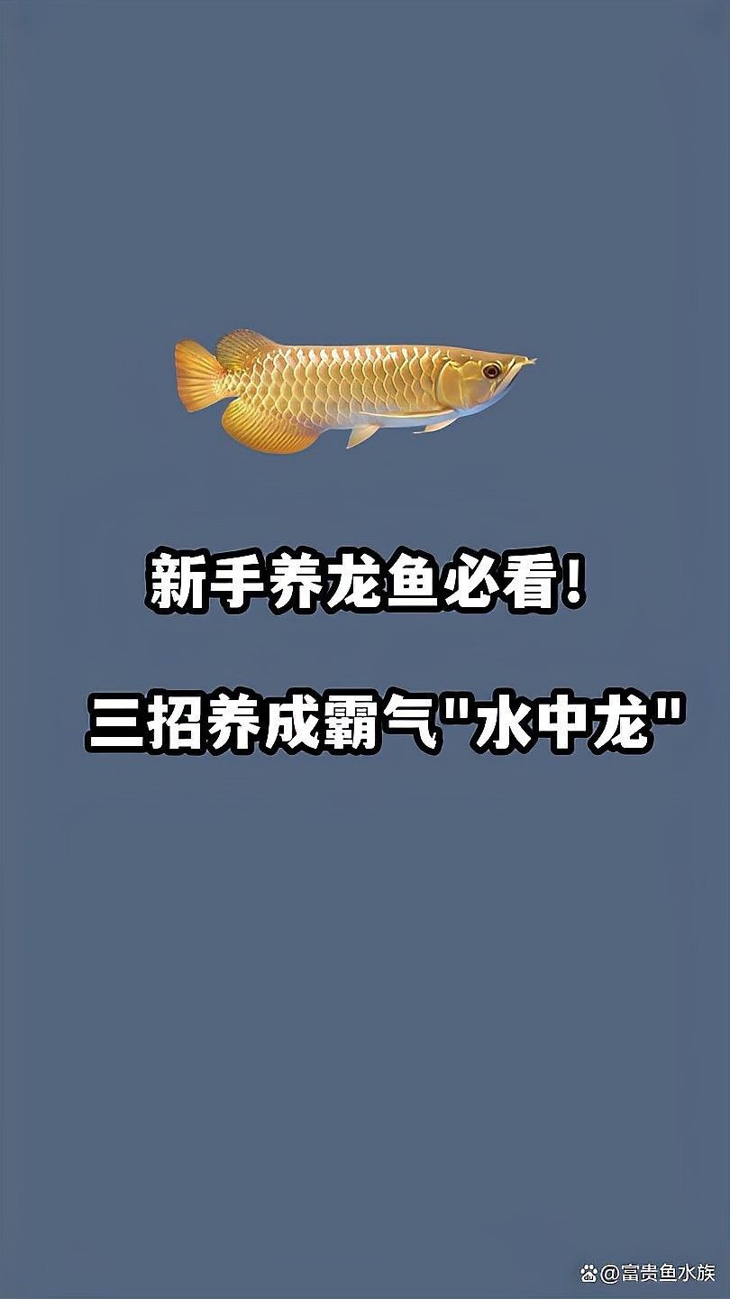 龍魚要加溫嗎