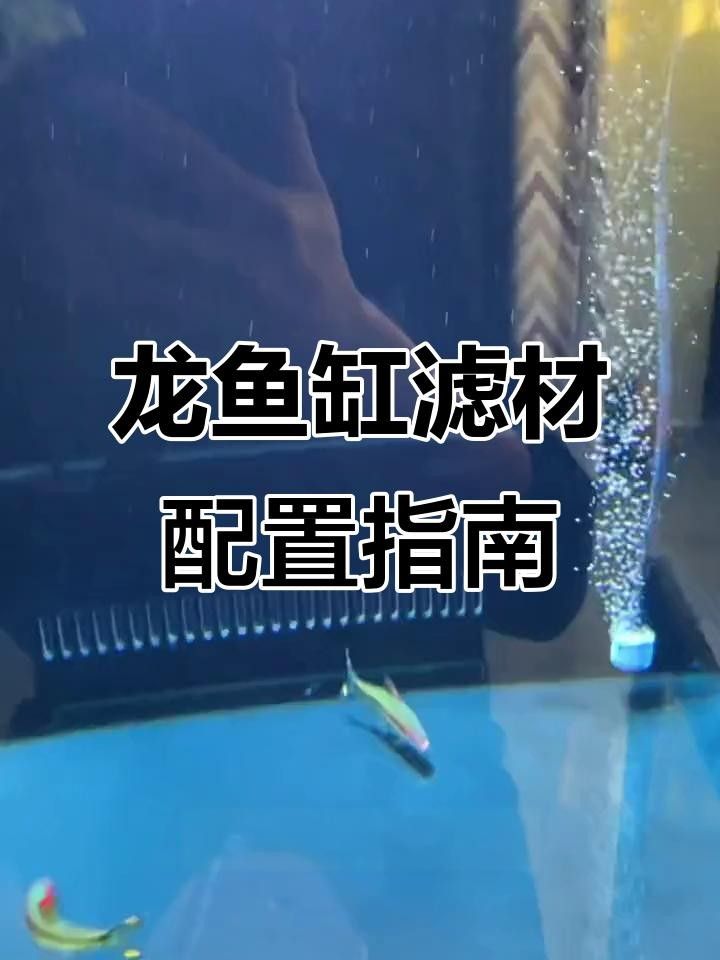 龍魚需要多大的活動(dòng)空間