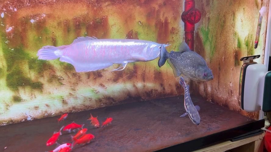 龍魚和水虎魚能混養嗎圖片對比