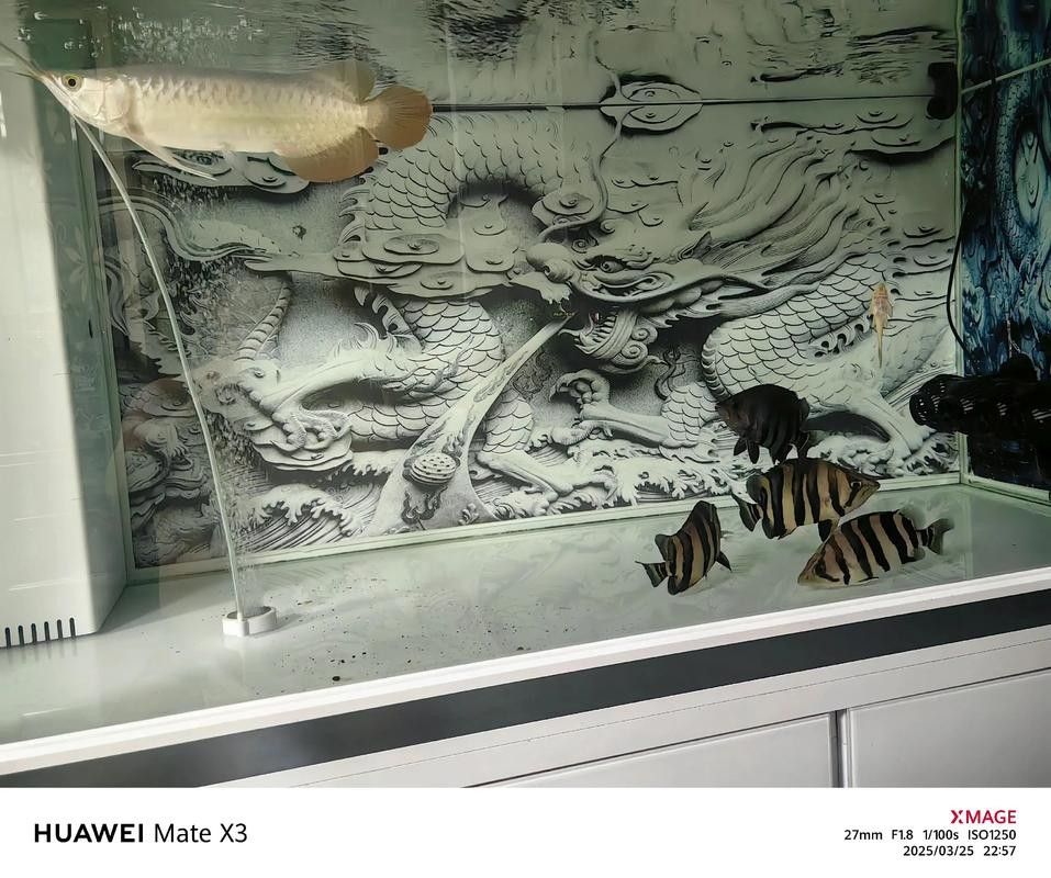 龍魚和水虎魚能混養嗎圖片對比