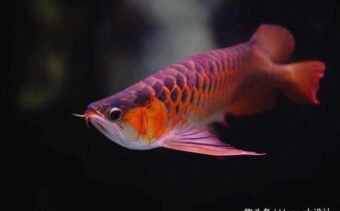 給金龍魚起名字：給金龍魚起名字的姓名測試打分解析其數理意義