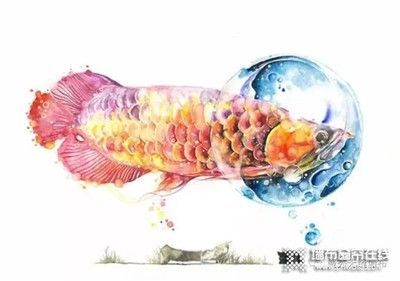 給金龍魚起名字：給金龍魚起名字的姓名測試打分解析其數理意義
