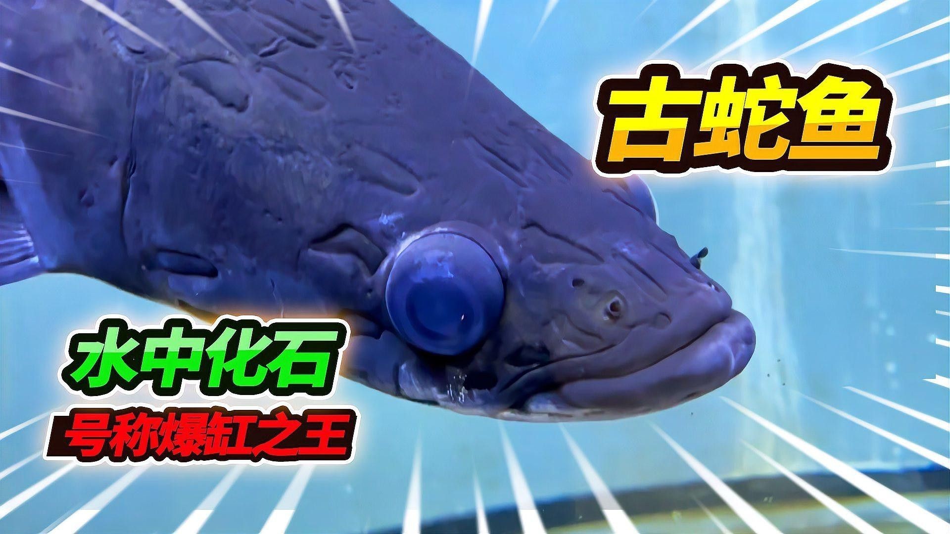 福龍魚是什么品種的魚