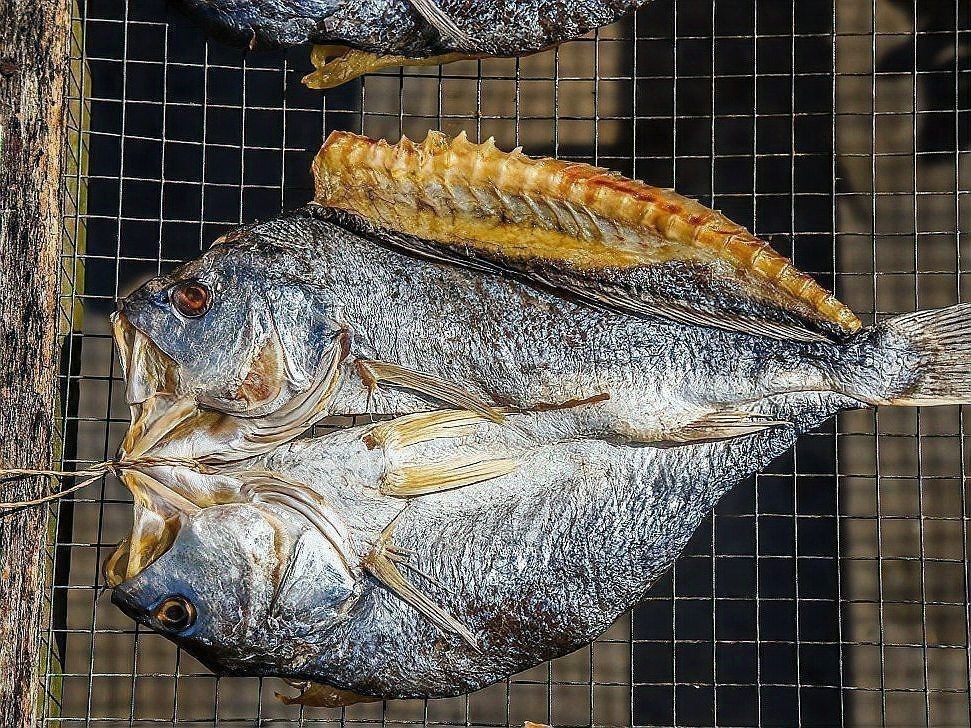 金鯛魚刺身有寄生蟲嗎