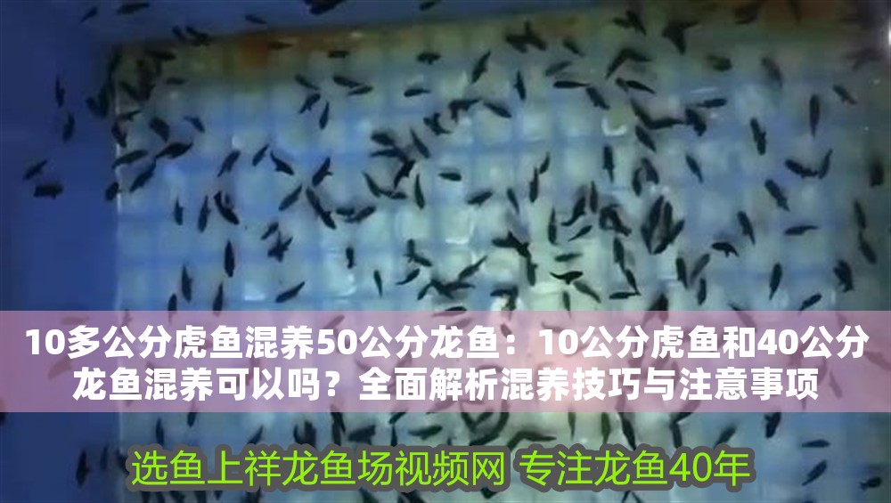 10多公分虎魚混養50公分龍魚：10公分虎魚和40公分龍魚混養可以嗎？全面解析混養技巧與注意事項