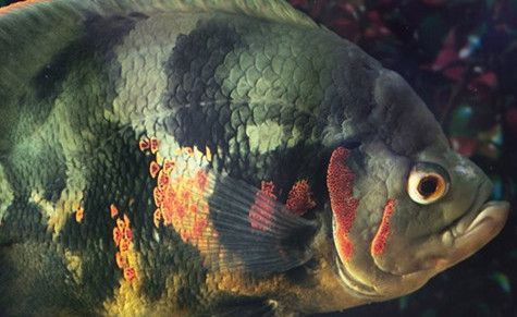 最貴金龍魚排行榜：揭秘天價黃金龍魚，最貴的黃金龍魚多少錢一只？