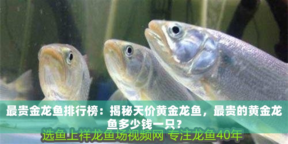最貴金龍魚排行榜：揭秘天價黃金龍魚，最貴的黃金龍魚多少錢一只？