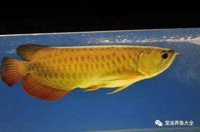 龍魚(yú)用藥和普通魚(yú)用藥區(qū)別：龍魚(yú)專用藥物與普通魚(yú)用藥在藥物種類、使用方法、耐受性和依賴性