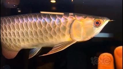 龍魚(yú)用藥和普通魚(yú)用藥區(qū)別：龍魚(yú)專用藥物與普通魚(yú)用藥在藥物種類、使用方法、耐受性和依賴性