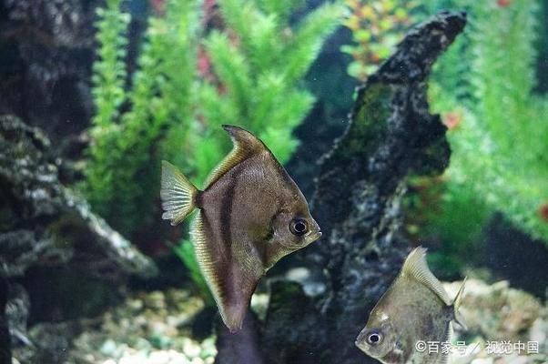 長1米寬60的魚缸好看嗎（長1米寬60厘米的魚缸適合養(yǎng)哪些魚）