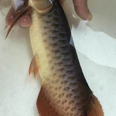 紅龍魚翹頭和翹嘴哪個好：紅龍魚、翹頭和翹嘴哪個好