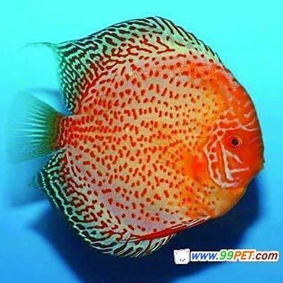 龍魚鰓蓋起水泡會死嗎？