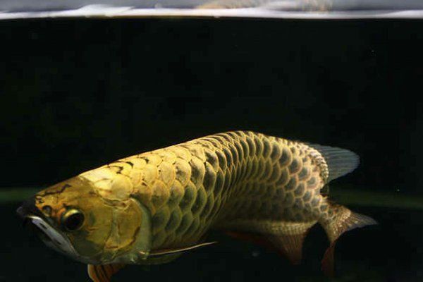 龍魚鰓蓋起水泡會死嗎？