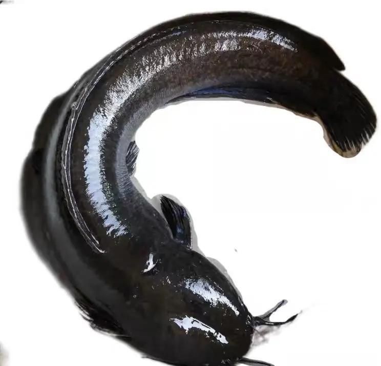 奶牛鯰魚有攻擊性嗎