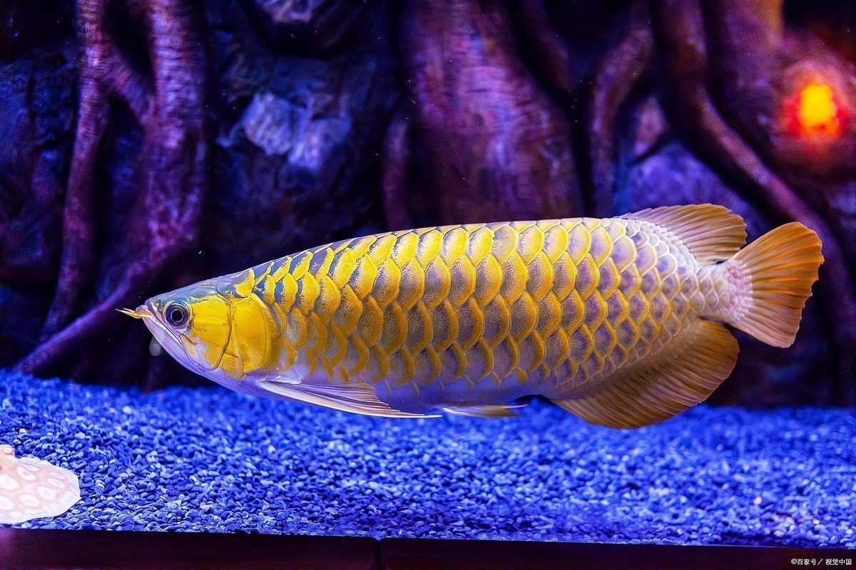 如何預防龍魚腹凸？