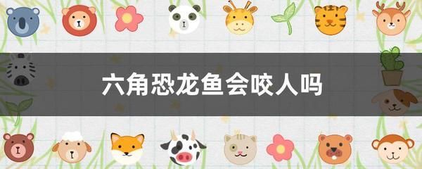 六角恐龍魚被咬傷了怎么辦：六角恐龍魚咬傷了怎么辦