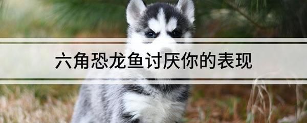 六角恐龍魚被咬傷了怎么辦：六角恐龍魚咬傷了怎么辦