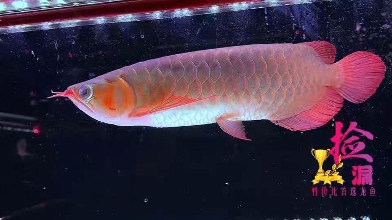 超血紅龍魚多久適應新溫度？