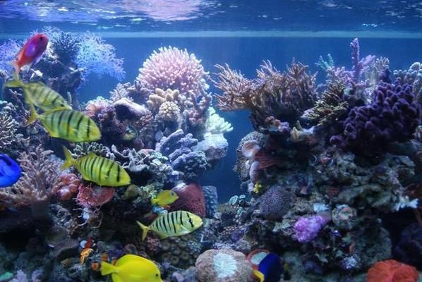 夸贊魚缸的話（如何打造水下仙境魚缸布局魚缸色彩搭配和諧秘訣）